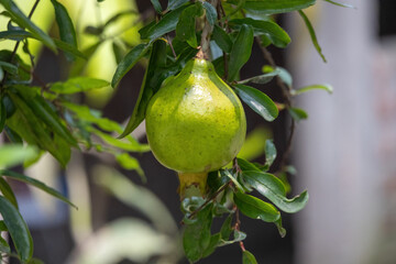 Unripe green pomegranate fruit, Punica granatum, hanging on a twig with lush green leaves. Also known as Anardana, Dadim, Dalim.