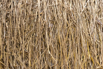 Detailed dry yellow rice straw texture for an agricultural background.