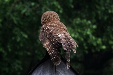 bird of prey 2