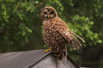 Naklejka premium portrait of a owl