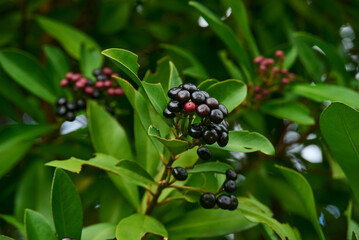 Ardisia elliptica Thunb. – Evergreen shrub with glossy green leaves and clusters of small berries. Commonly found in tropical regions and often used for ornamental and medicinal purposes.