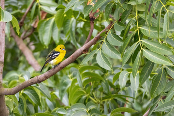 Yellow Common Iora (Aegithina tiphia) bird perched on mahogany twig. Also known as Small Iora or Fatikjal.