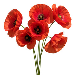 Fototapeta premium Five red poppies bouquet isolated on transparent background