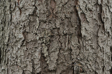 Naklejka premium texture tree bark pine spruce needles