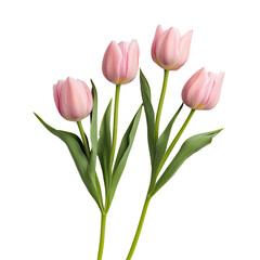 Fototapeta premium Close-up of four light pink tulips with green stems and leaves. The tulips are in sharp focus against a black background. The image is well-lit and shows detailed petal textures