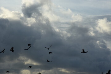 flock of crows flying over urban trees under cloudy skies