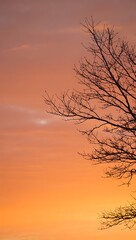 Fototapeta premium Silhouette of bare branches against a sunset sky
