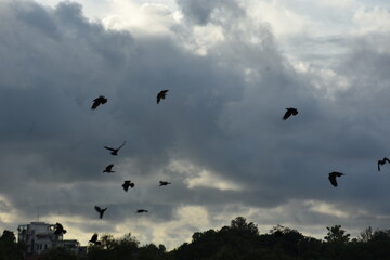 flock of crows flying over urban trees under cloudy skies