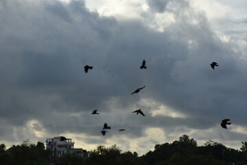 flock of crows flying over urban trees under cloudy skies