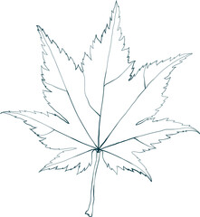 Hand-drawn maple leaf line contour isolated on white background. Flat line style vector illustration.