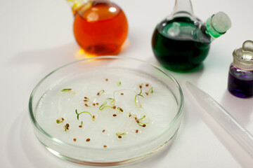 Tomato sprouts in a petri dish. tomato breeding in a biological laboratory. Tomato seeds germinate...