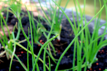 Fototapeta premium red onion plants are growing