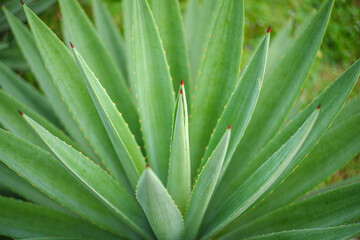 Fototapeta premium Close up of Agave plants in the garden making tequila industry tequila concept. Detailed close up of vibrant green agave plants leaves, showcasing their unique spiky textures and natural patterns