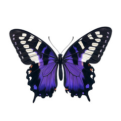 Majestic wildlife butterfly beauty