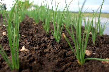 red onion plants are growing
