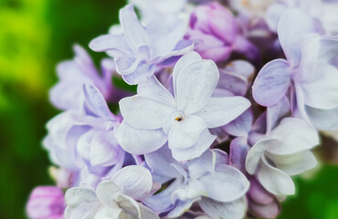 Macro Close-Up of Blooming Lilac (SYRINGA VULGARIS)

