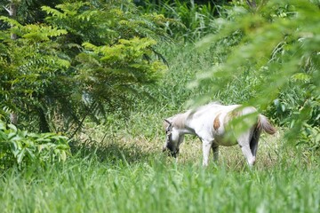 A white horse standing in a lush green meadow surrounded by nature and forestnature, tranquility, and countryside living