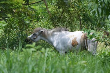 A white horse standing in a lush green meadow surrounded by nature and forestnature, tranquility, and countryside living