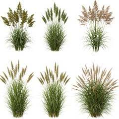 Six ornamental grass plants isolated on transparent background