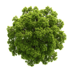 Obraz premium Majestic Tree Canopy - Lush Green Foliage , white background cut out PNG
