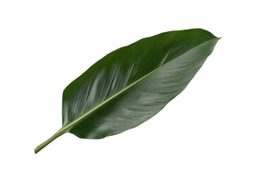 Emerald Serenity: A single, vibrant green leaf, meticulously detailed, resting gracefully, embodying the purity and elegance of nature.