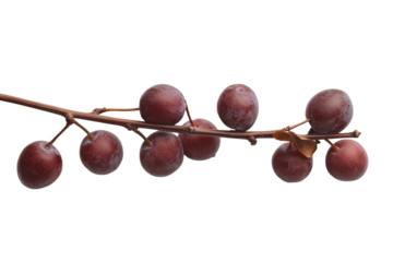 Branch laden with vibrant Plum: A branch bursting with ripe, inviting plums, a tantalizing symphony of colors and textures capturing the essence of nature's sweet bounty.