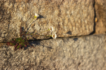 Small flowers growing on a stone wall