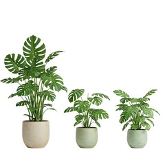 Three monstera plants in pots isolated on transparent background