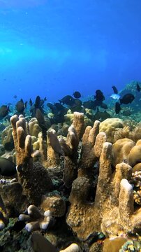 School of fish swimming over a vibrant coral reef underwater. Sunlight filters down onto the marine life and rocky structure in Raja Ampat.
