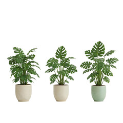 Obraz premium Three monstera plants in pots isolated on transparent background