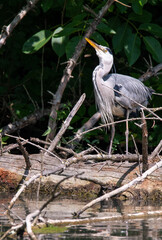 H&eacute;ron cendr&eacute; photo animali&egrave;re