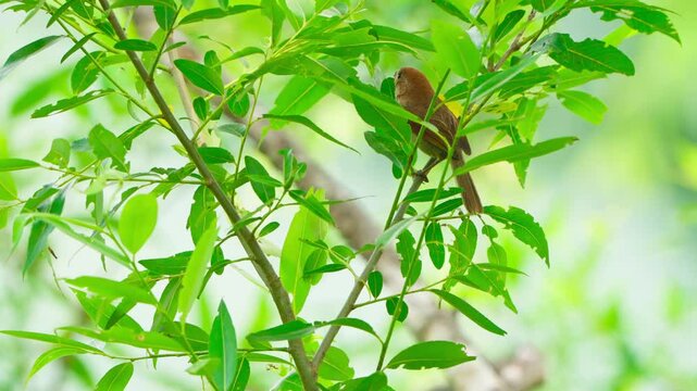 Vinous-throated Parrotbill's Delicate Hunt: Foraging for Insects and Eggs on Leaves