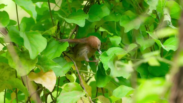 Vinous-throated Parrotbill: Collecting Cobweb-like Fibers