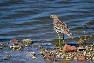 Triel // Eurasian stone-curlew (Burhinus oedicnemus)