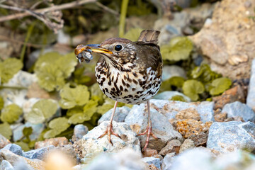 Song Thrush (Turdus philomelos) with Snail in Beak on Rocky Ground