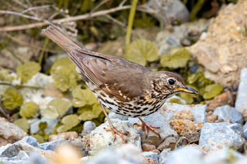 Fototapeta premium Song Thrush (Turdus philomelos) foraging among rocks in natural habitat