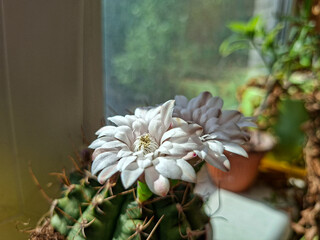 White flower blooms atop a green cactus with sharp spines, placed near a sunlit window. In the blurred background, other plants and greenery create a serene indoor garden setting