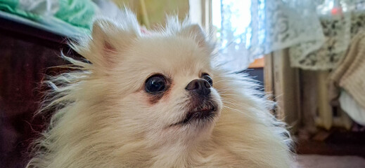 Fluffy small dog with a thick cream-colored coat and alert expression. Its ears are perked, and it...