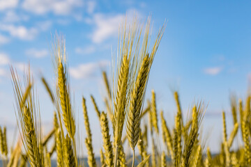 Fototapeta premium Close-up of Golden Wheat Ears in a Field Under Blue Sky