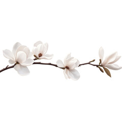 Obraz premium White magnolia flowers on a branch, isolated against a transparent background.