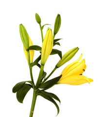 Yellow Hybrid  Lily with Golden freckles, isolated on white background