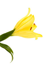Obraz premium Yellow Hybrid Lily with Golden freckles, isolated on white background