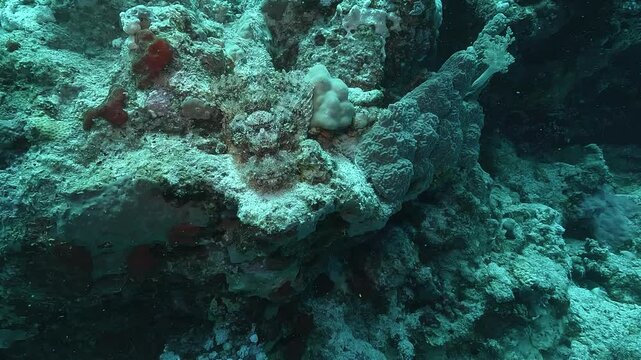 A red scorpionfish resting near the entrance of a rocky hole. Its venomous spines provide protection while they remain motionless, camouflaged against the reef.