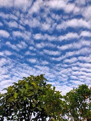 Cirrocumulus Clouds Blanket the Sky