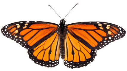 Butterflie, isolated transparent background