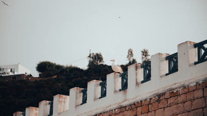 A seagull perched on a whitewashed wall overlooks Morocco’s green hillside, beneath a clear, calm...