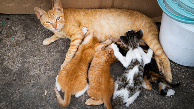 A mother cat nurses four kittens on a concrete floor, near a bucket and cardboard, in a typical Moroccan street scene. - Powered by Adobe