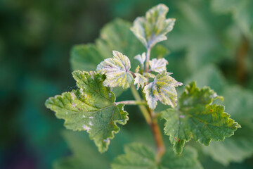 Powdery mildew affecting young leaves on currant bush in a garden during late spring