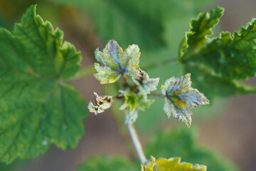 Powdery mildew affecting currant bush leaves in a garden during late spring