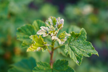 Powdery mildew affecting currant bush leaves in a home garden